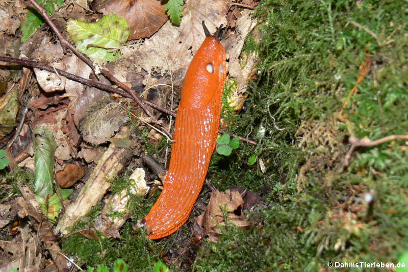 Arion vulgaris-1