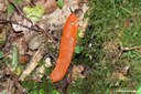 Arion vulgaris