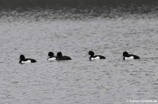 Reiherenten (Aythya fuligula) am Kalscheurer Weiher, Köln