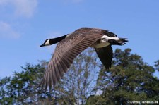 Kanadagans (Branta canadensis) am Kalscheurer Weiher, Köln