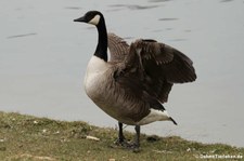 Kanadagans (Branta canadensis) am Kalscheurer Weiher, Köln