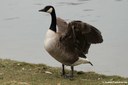 Branta canadensis