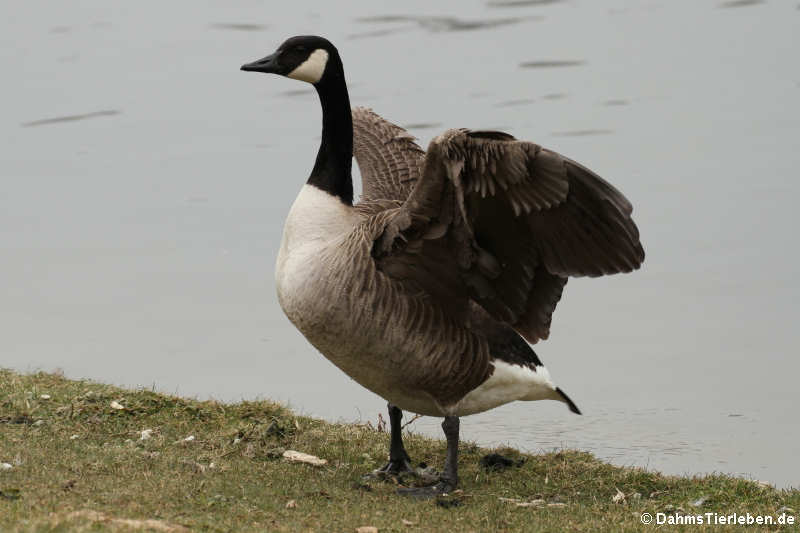 Branta canadensis-1