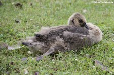 Kanadagans (Branta canadensis) am Kalscheurer Weiher, Köln