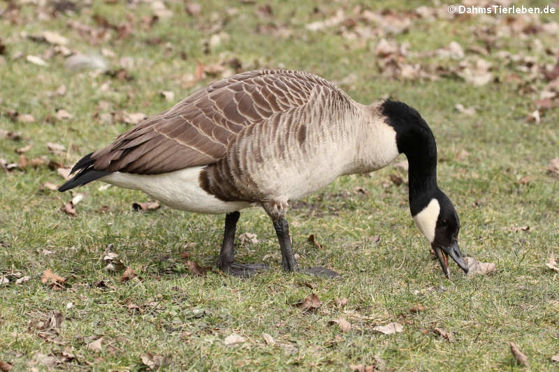 Kanadagans (Branta canadensis)