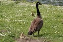 Branta canadensis