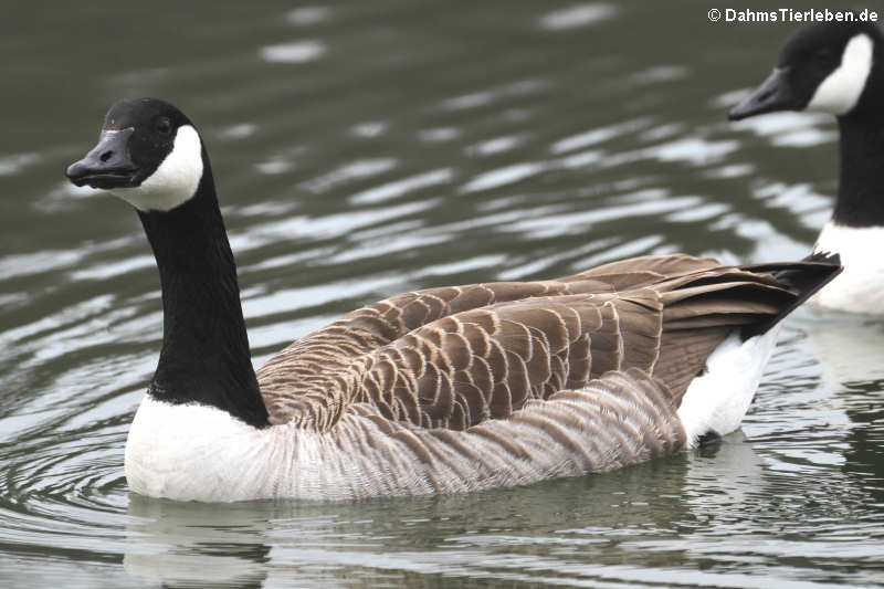 Kanadagans (Branta canadensis)