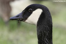 Kanadagans (Branta canadensis) am Kalscheurer Weiher, Köln