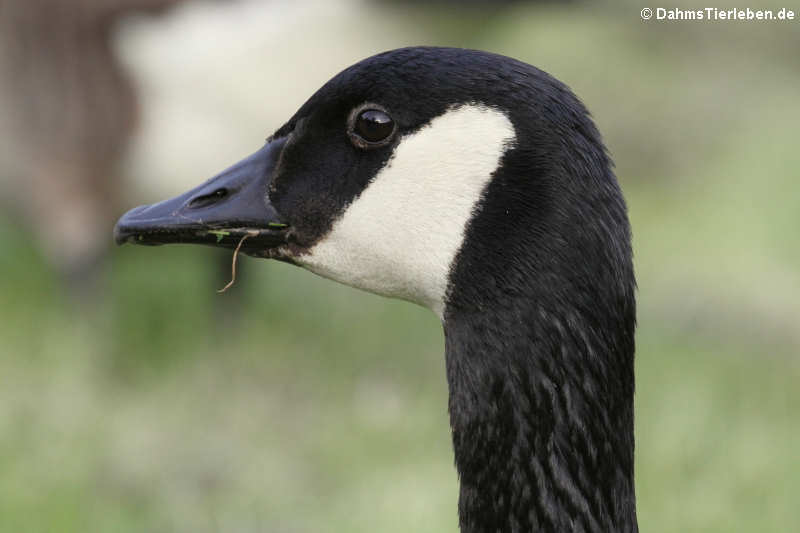 Kanadagans (Branta canadensis)