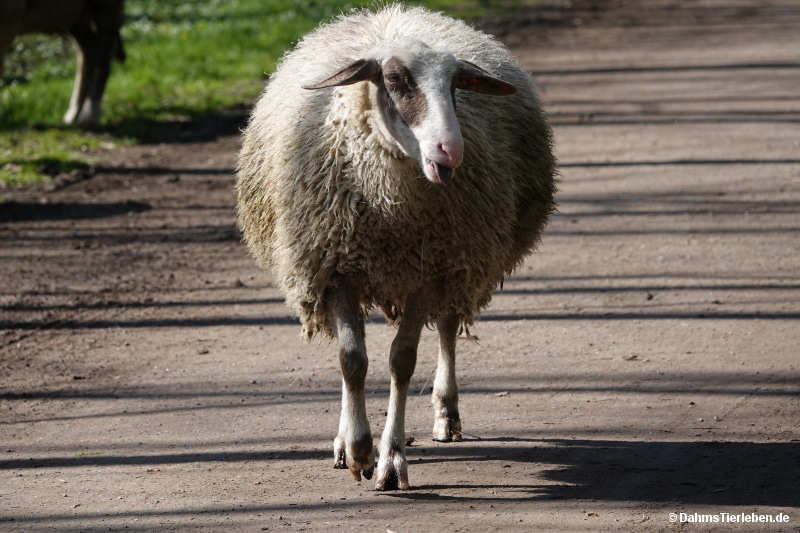 Brillenschaf