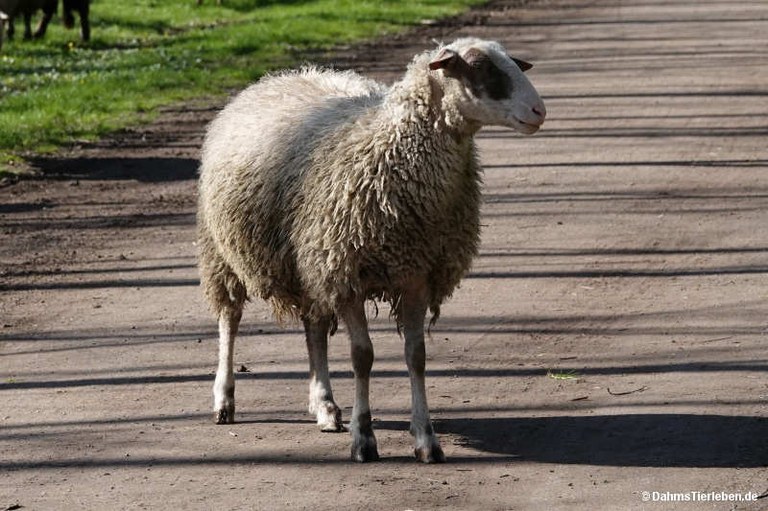 Brillenschaf