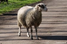 Brillenschaf
am Kalscheurer Weiher in Köln Brillenschaf-2