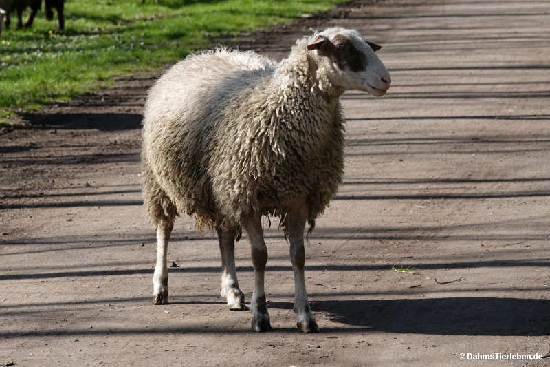 Brillenschaf