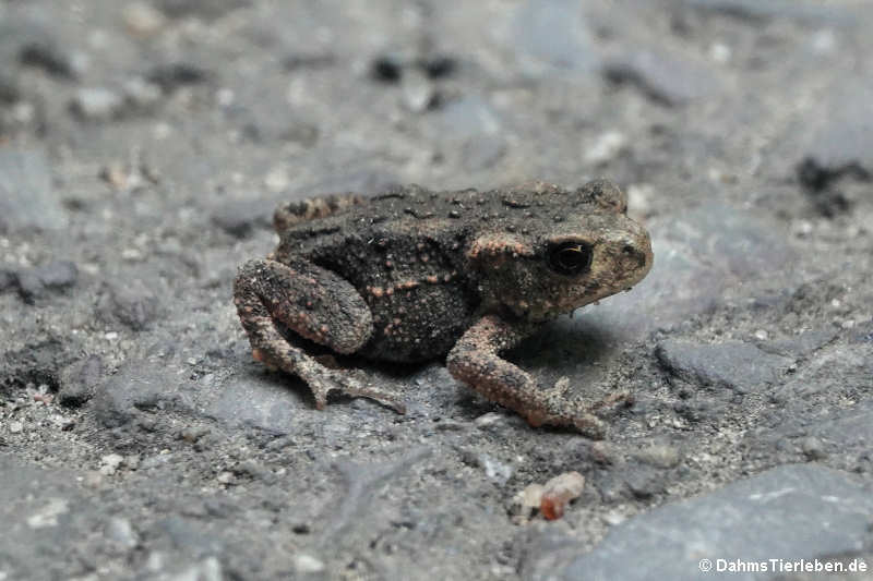 Junge Erdkröte (Bufo bufo)