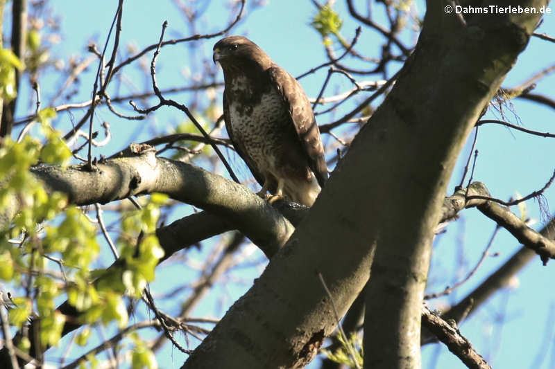 Buteo buteo