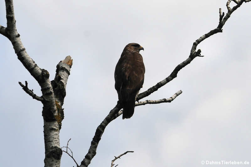 Buteo buteo