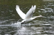 Höckerschwan (Cygnus olor) am Kalscheurer Weiher in Köln