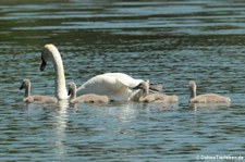 Höckerschwäne (Cygnus olor) am Kalscheurer Weiher in Köln