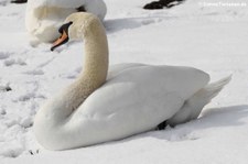 Höckerschwan (Cygnus olor) am Kalscheurer Weiher in Köln