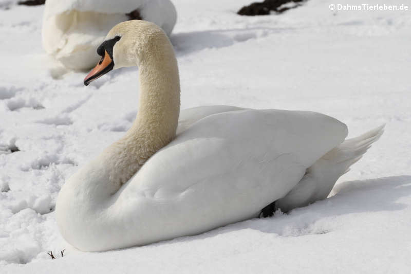 Höckerschwan im Schnee