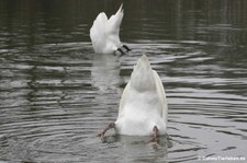 Höckerschwäne (Cygnus olor) am Kalscheurer Weiher in Köln