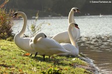 Höckerschwäne (Cygnus olor) am Kalscheurer Weiher in Köln