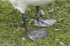 Füße eines Höckerschwans (Cygnus olor) am Kalscheurer Weiher in Köln