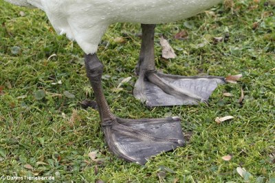 Die Füße eines Höckerschwans