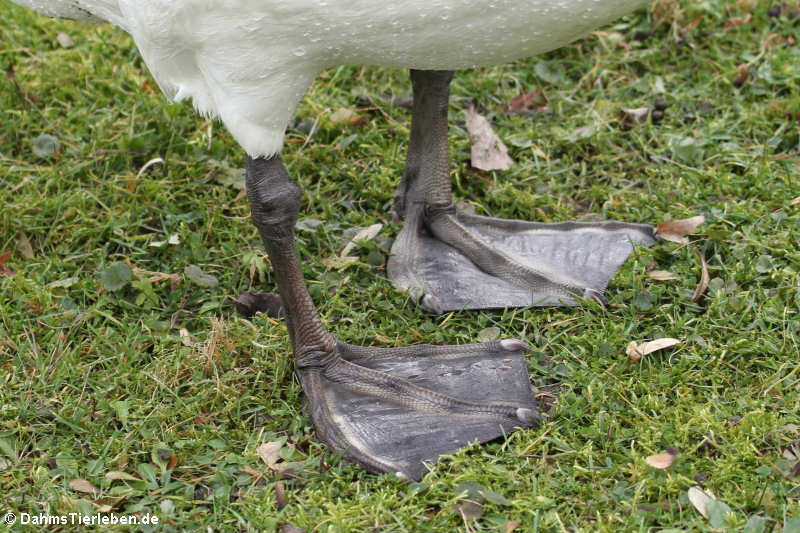 Cygnus olor