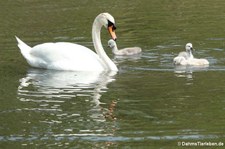 Höckerschwan (Cygnus olor) am Kalscheurer Weiher in Köln