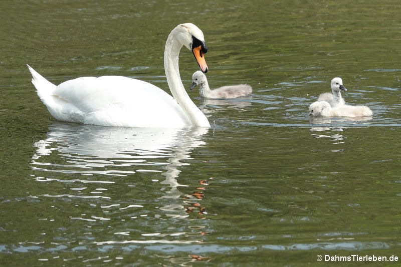 Höckerschwan mit Jungtieren