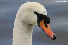 Portrait eines Höckerschwans (Cygnus olor) am Kalscheurer Weiher in Köln