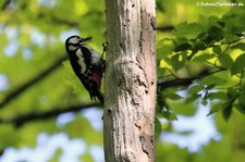 Buntspecht (Dendrocopos major pinetorum) am Kalscheurer Weiher in Köln