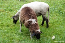 Deutsche schwarzköpfige Fleischschafe
am Kalscheurer Weiher in Köln Deutsche schwarzköpfige Fleischschafe-1