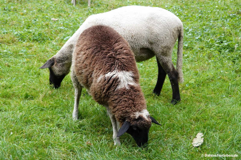 Deutsche schwarzköpfige Fleischschafe Deutsches schwarzköpfiges Fleischschaf-1
