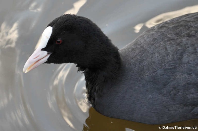 Fulica atra