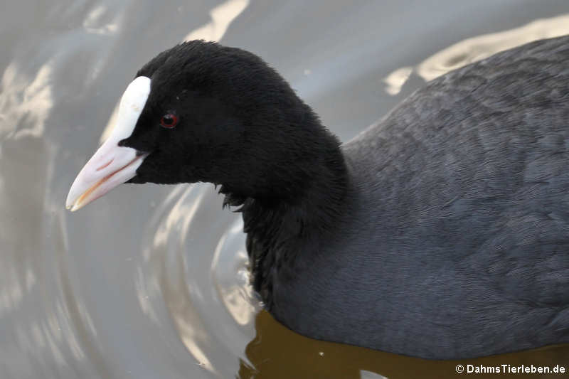 Blässhuhn oder Blässralle (Fulica atra atra)