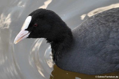 Blässhuhn oder Blässralle (Fulica atra atra)