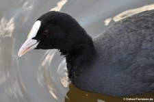 Blässralle oder Blässhuhn (Fulica atra atra) am Kalscheurer Weiher, Köln