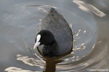 Blässralle oder Blässhuhn (Fulica atra) am Kalscheurer Weiher, Köln