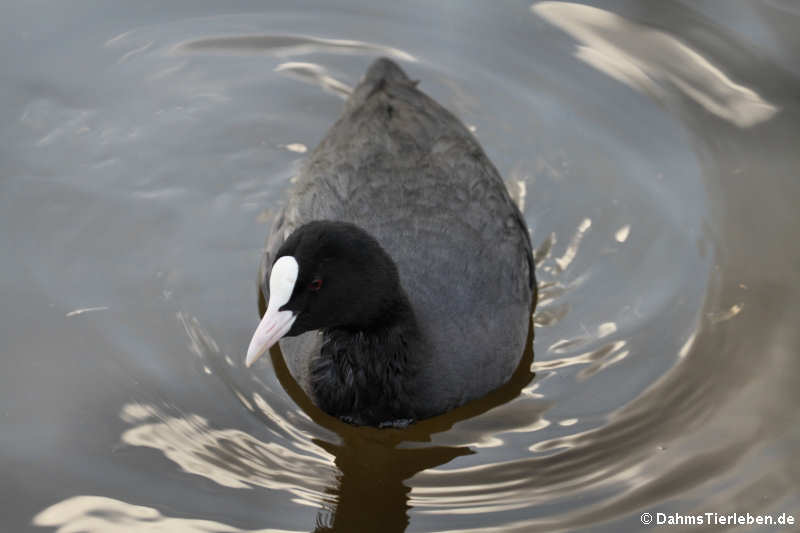 Fulica atra