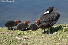 Blässralle oder Blässhuhn (Fulica atra atra) mit Küken am Kalscheurer Weiher in Köln