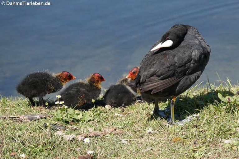 Fulica atra atra