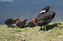 Fulica atra atra