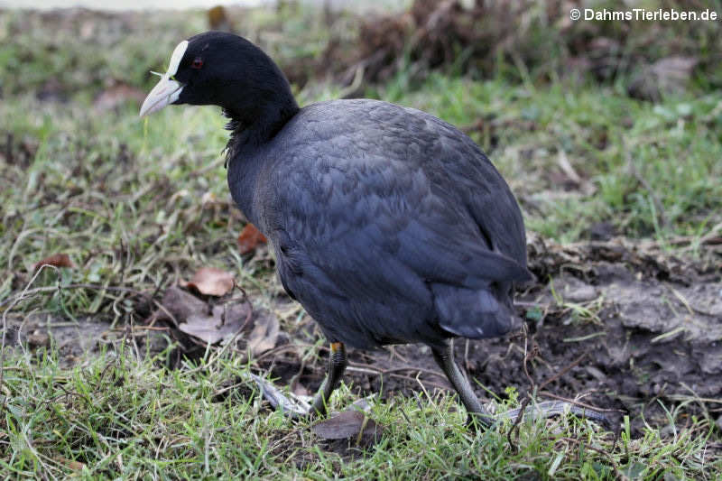 Blässhuhn oder Blässralle (Fulica atra atra)