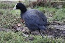 Fulica atra atra