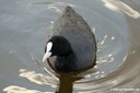 Fulica atra atra