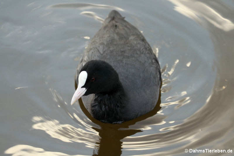 Blässhuhn oder Blässralle (Fulica atra atra)