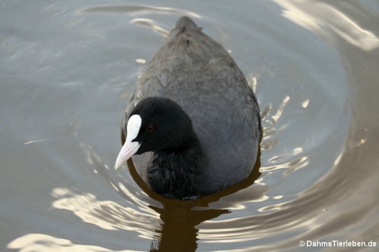 Fulica atra atra