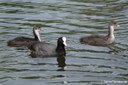 Fulica atra atra